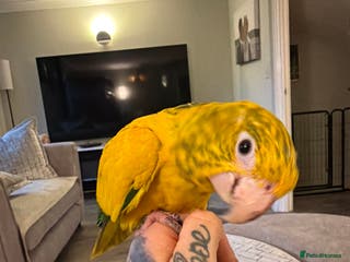 Conures birds Queen of Bavaria conure (golden conure) - Advert 1