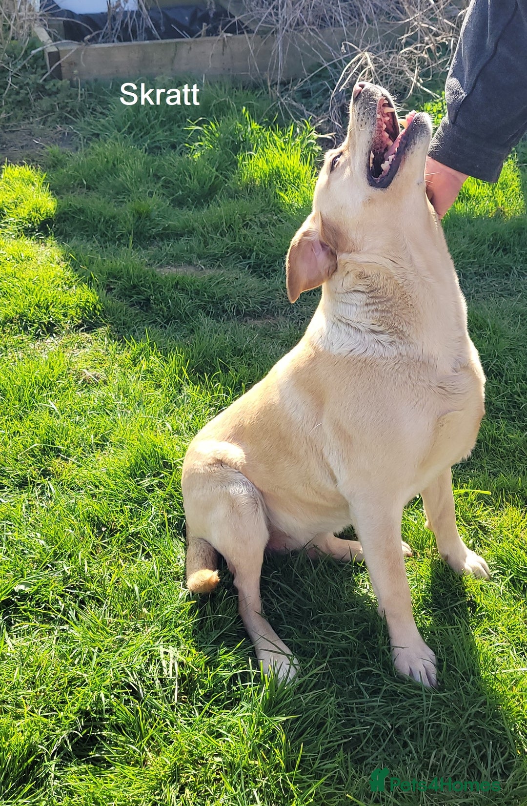 Labrador Retriever dogs for sale: Labrador Retriever - Skratt - Advert 4