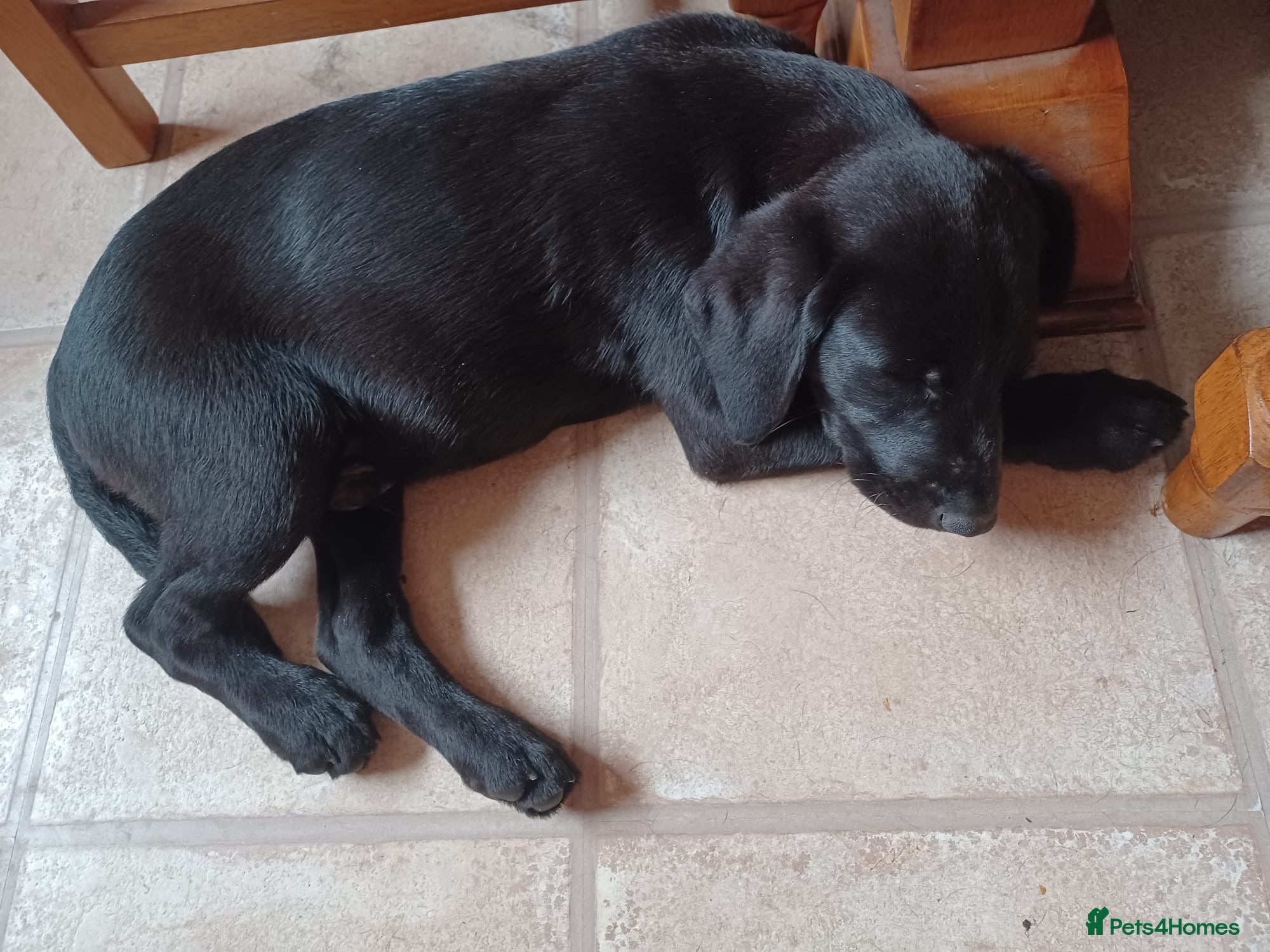 Labrador Retriever dogs Labrador puppies  - Advert 14