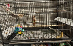 Budgerigars birds for sale: 2 budgies with full set up  - Image 6