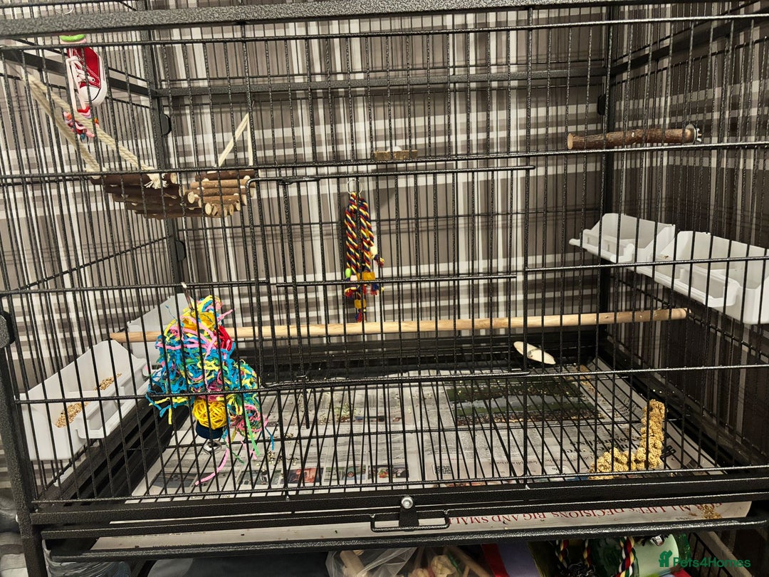Budgerigars birds for sale: 2 budgies with full set up  - Image 6