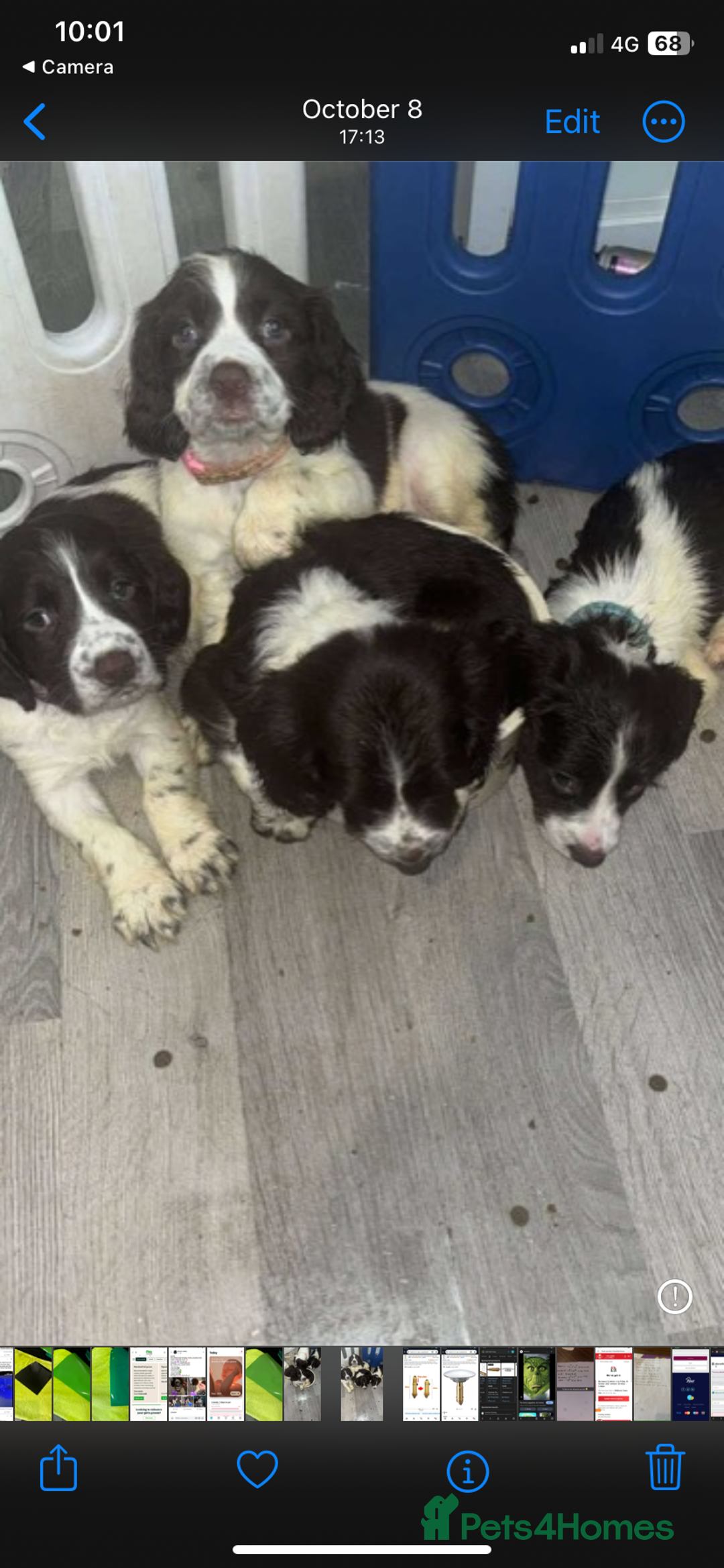 Sprocker dogs for sale: Sprocker spaniel puppy’s  - Advert 8