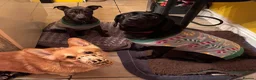 Mixed Breed dogs for sale: Staffordshire Bull Terrier x Belgian Malinois in Stoke-on-Trent - Advert 3