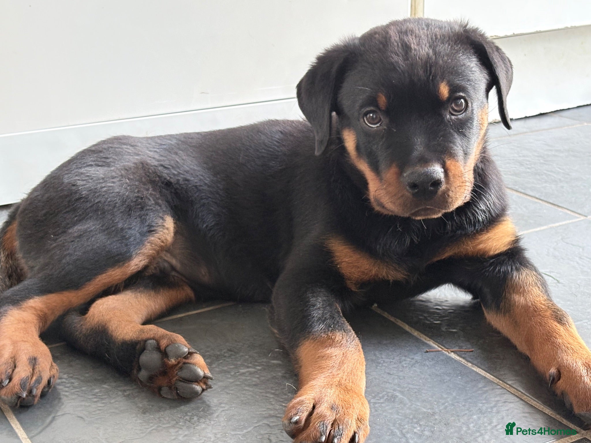 Rottweiler dogs Rottweiler puppies. 1 LEFT. READY TO GO. - Advert 17