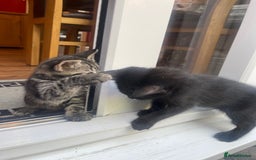 Domestic Shorthair cats for sale: Female kitten - Image 4