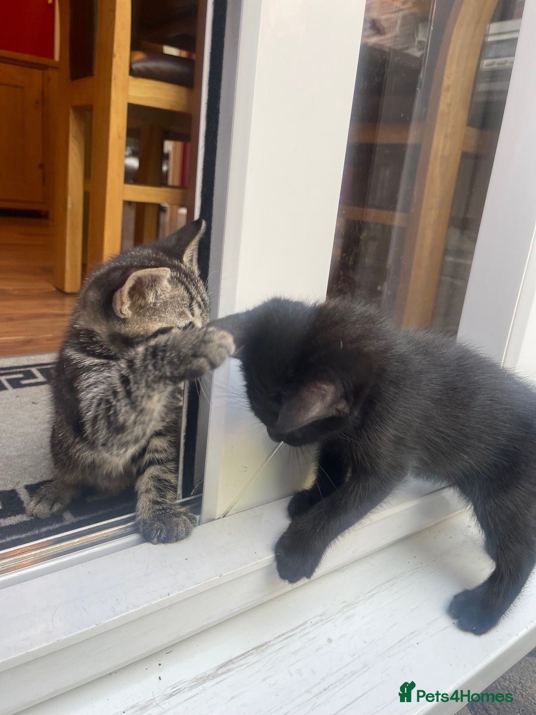 Domestic Shorthair cats for sale: Female kitten - Image 4