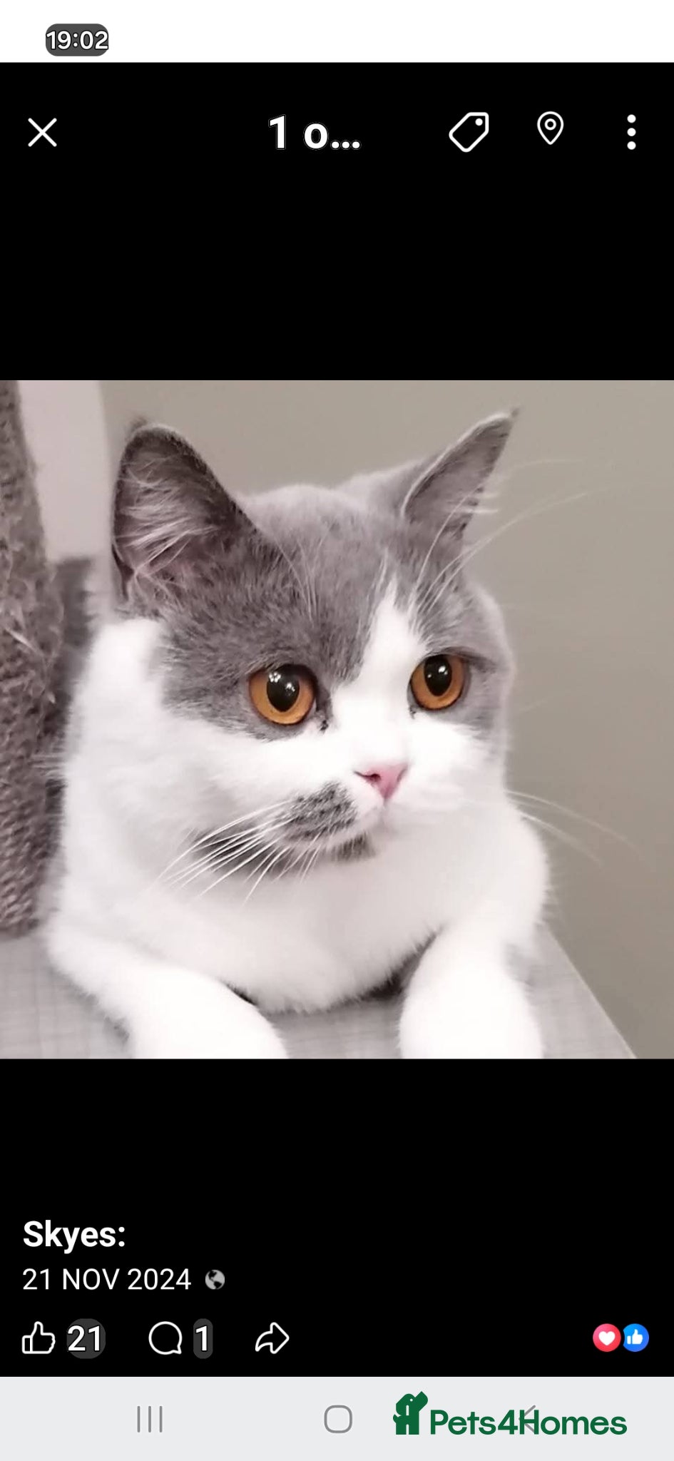British Shorthair cats for sale:  BRITISH SHORTHAIR - Advert 2