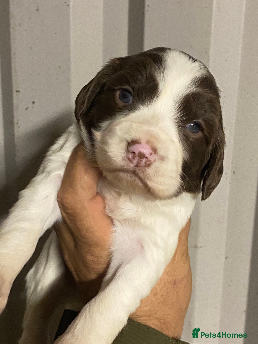 English Springer Spaniel dogs for sale: Springer spaniel - Image 7