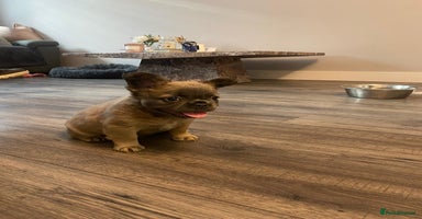 French Bulldog dogs - Advert 4