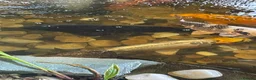Koi Carp fish for sale: Carp koi 40cm others 58-60cm+ ready to go  - Advert 16