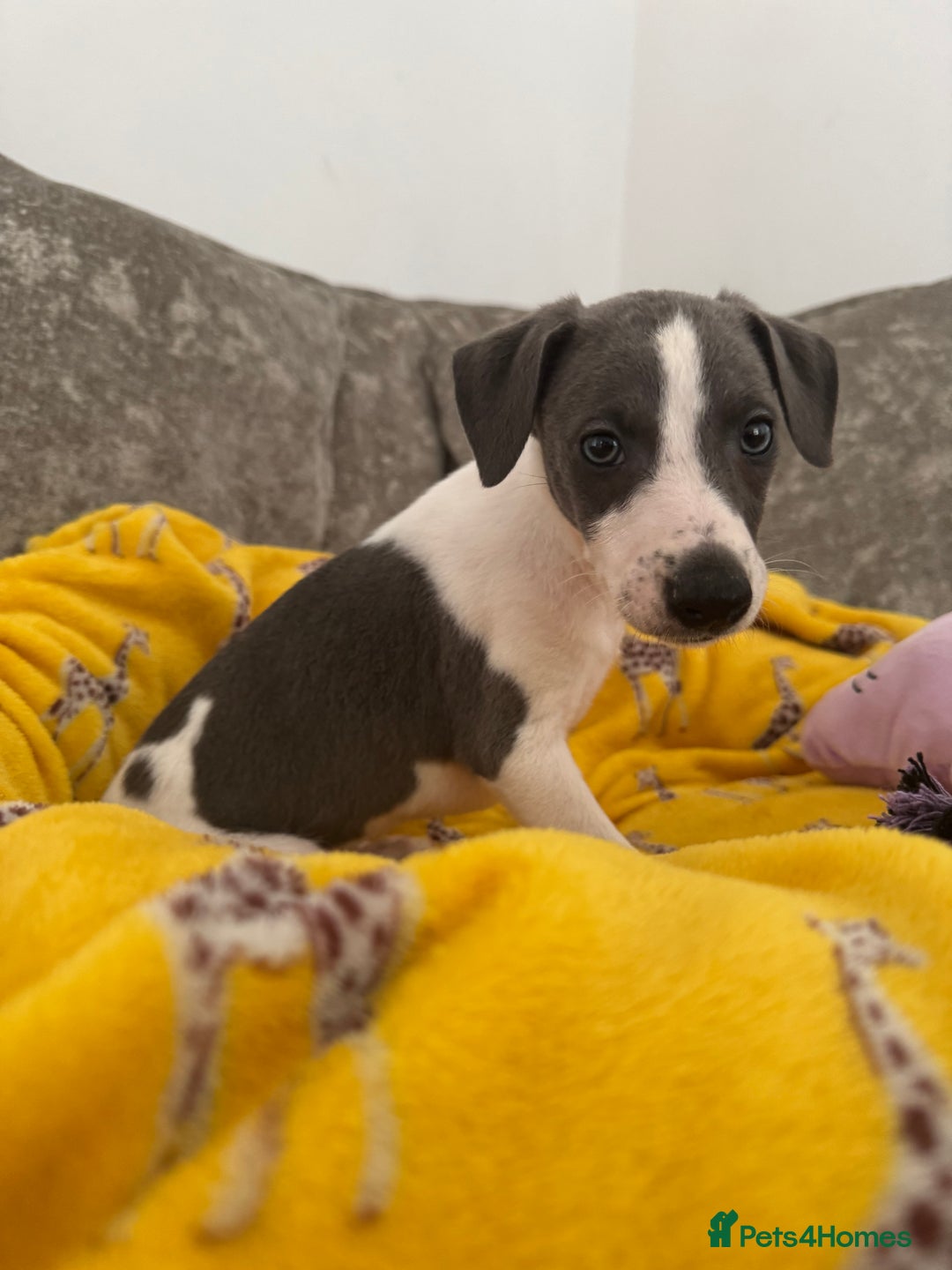 Whippet dogs for sale: Beautiful whippet puppies ready soon - Image 12