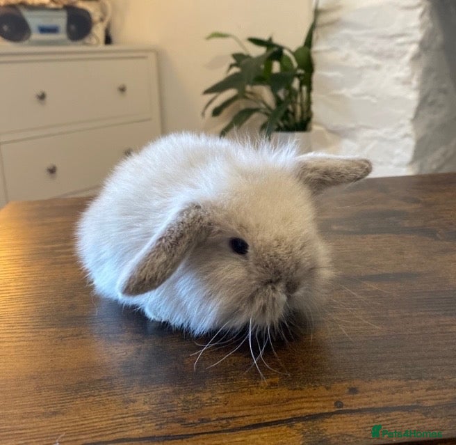 Mini Lop rabbits Exquisite Lilac Mini Lops - Advert 2