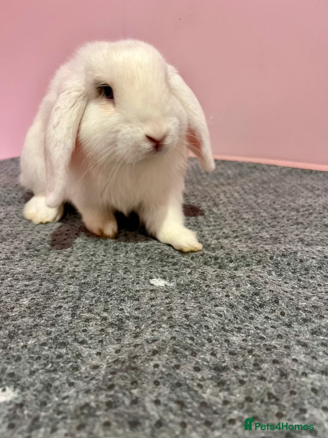 Mini Lop rabbits for sale: 15 week old male mini lop for sale  - Advert 1