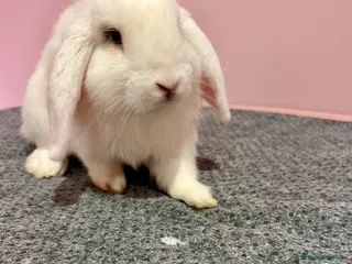 Mini Lop rabbits 15 week old male mini lop for sale - Advert 1