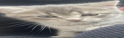 Mixed Breed cats for sale: 5 Adorable Grey & Black Kittens - Advert 12