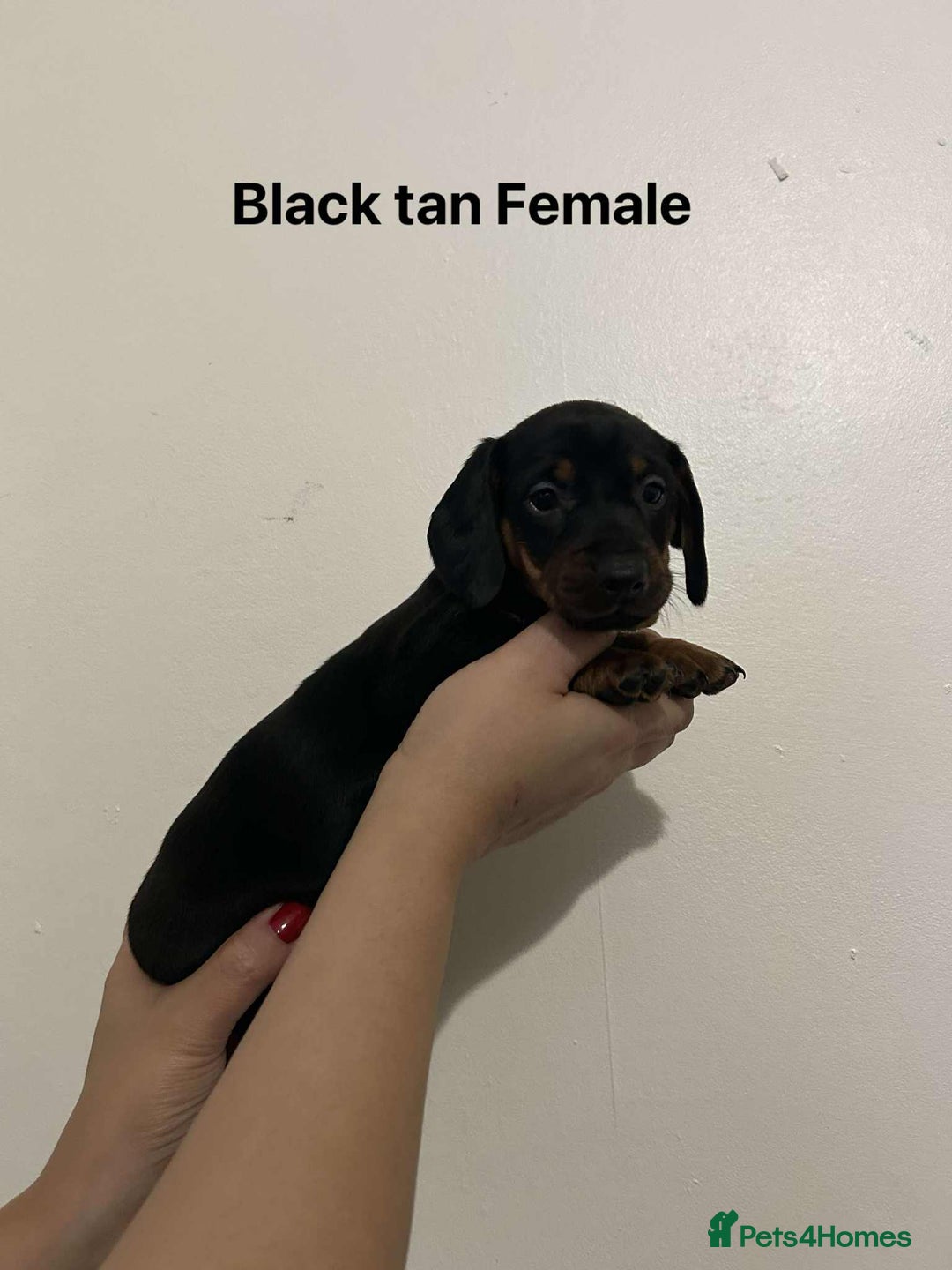 Miniature Dachshund dogs for sale: Miniature Dachsunds - Advert 6