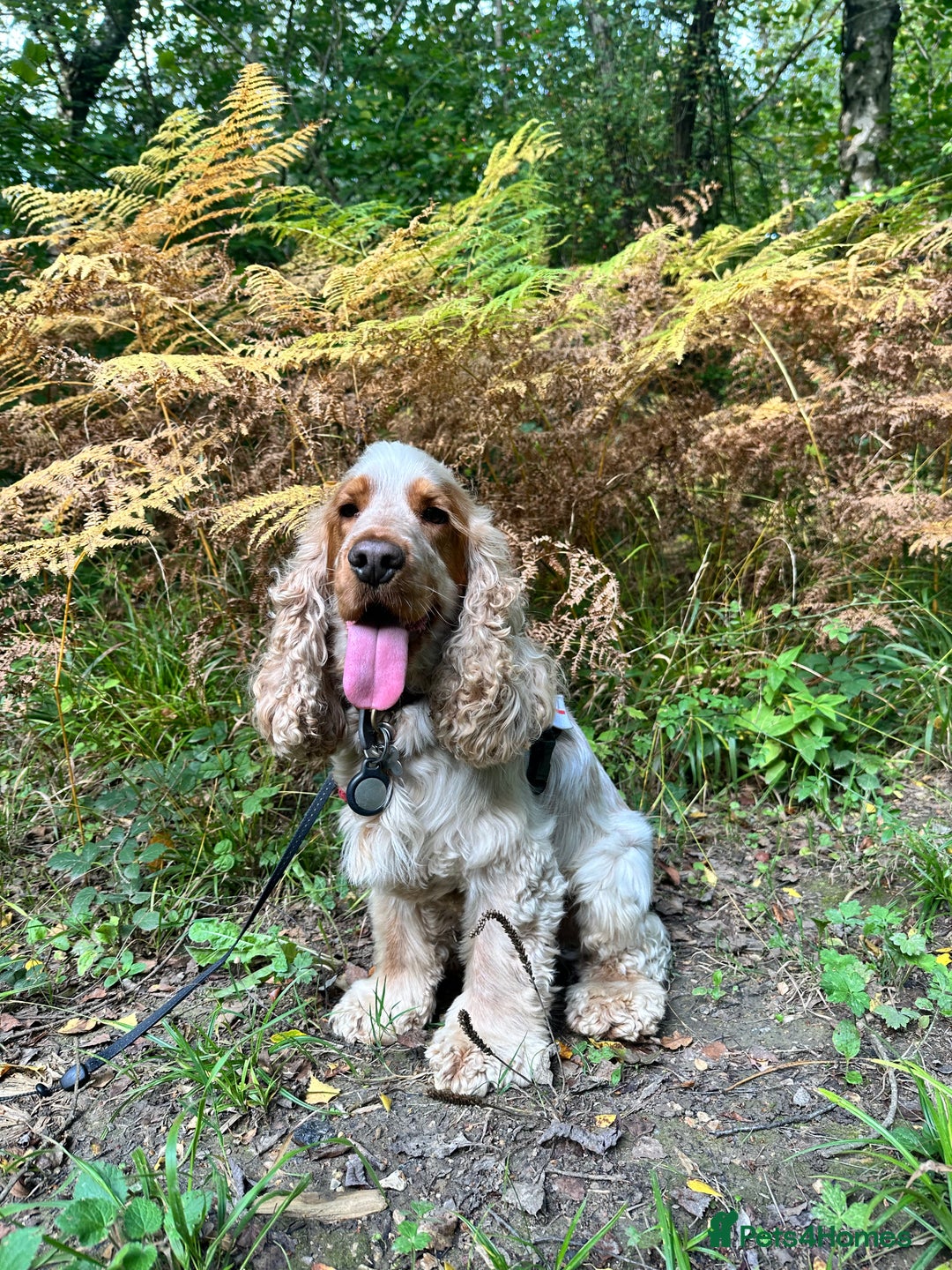 Cocker Spaniel dogs for stud: Cody  - Image 3