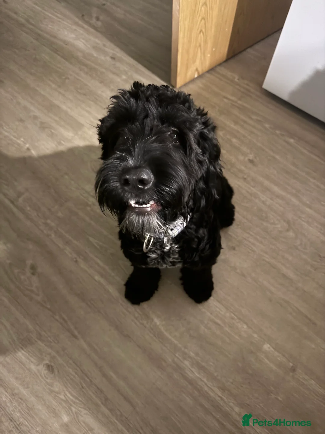 Cockapoo dogs for sale: Cockapoo for rehoming - Advert 3