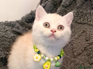 British Shorthair cats GCCF Snowflake BSH - Advert 3