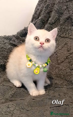 British Shorthair cats GCCF Snowflake BSH - Advert 2