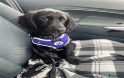 Cocker Spaniel dogs for sale: Cocker Spaniel Puppy  - Advert 2