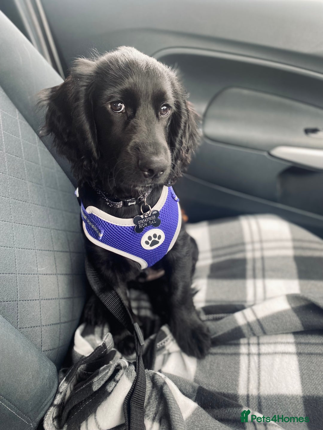 Cocker Spaniel dogs for sale: Cocker Spaniel Puppy  - Advert 2