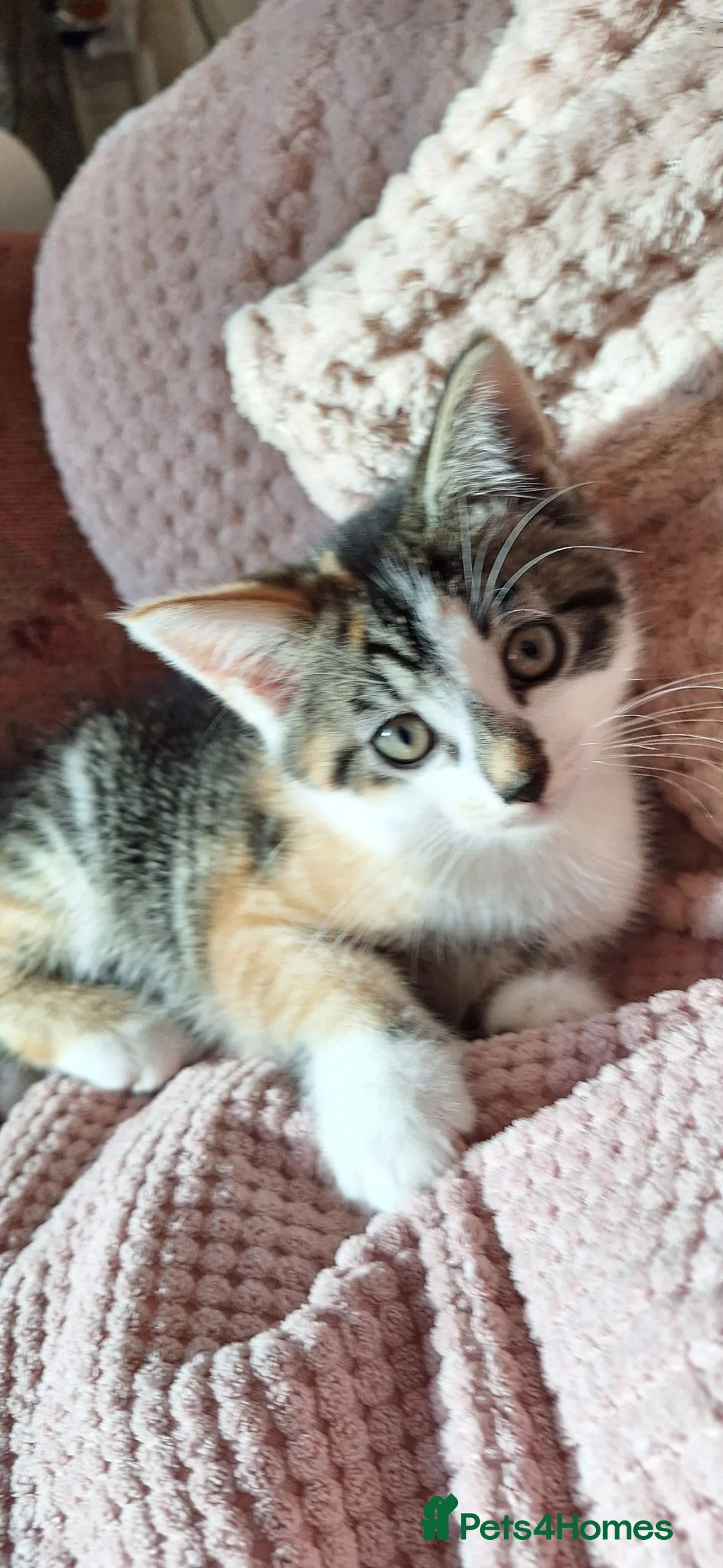 Ragdoll cats for sale: Stunning ragdoll cross kittens - Advert 1