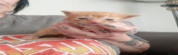 Mixed Breed cats for adoption: female kittens - Advert 7