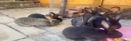 Continental Giant rabbits for sale: Giant Continental Rabbits READY TO LEAVE - Advert 4