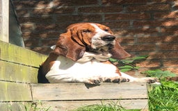 Basset Hound dogs for stud: Finnish import dog offered for stud - Image 2