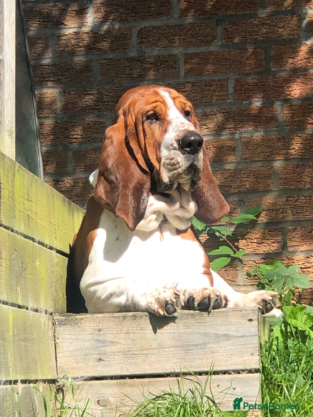 Basset Hound dogs for stud: Finnish import dog offered for stud - Image 2