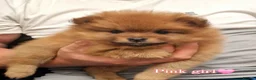 Pomeranian dogs for sale: 🐾 Pomeranian Puppies only one boy left🐾❤️ - Advert 19