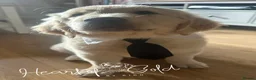 Golden Retriever dogs for sale: KC last boy  ❤️ on holiday 11-18.05 , final price  - Advert 2