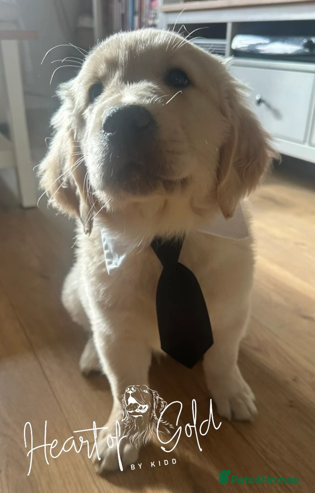 Golden Retriever dogs for sale: KC last boy  ❤️ on holiday 11-18.05 , final price  - Advert 2