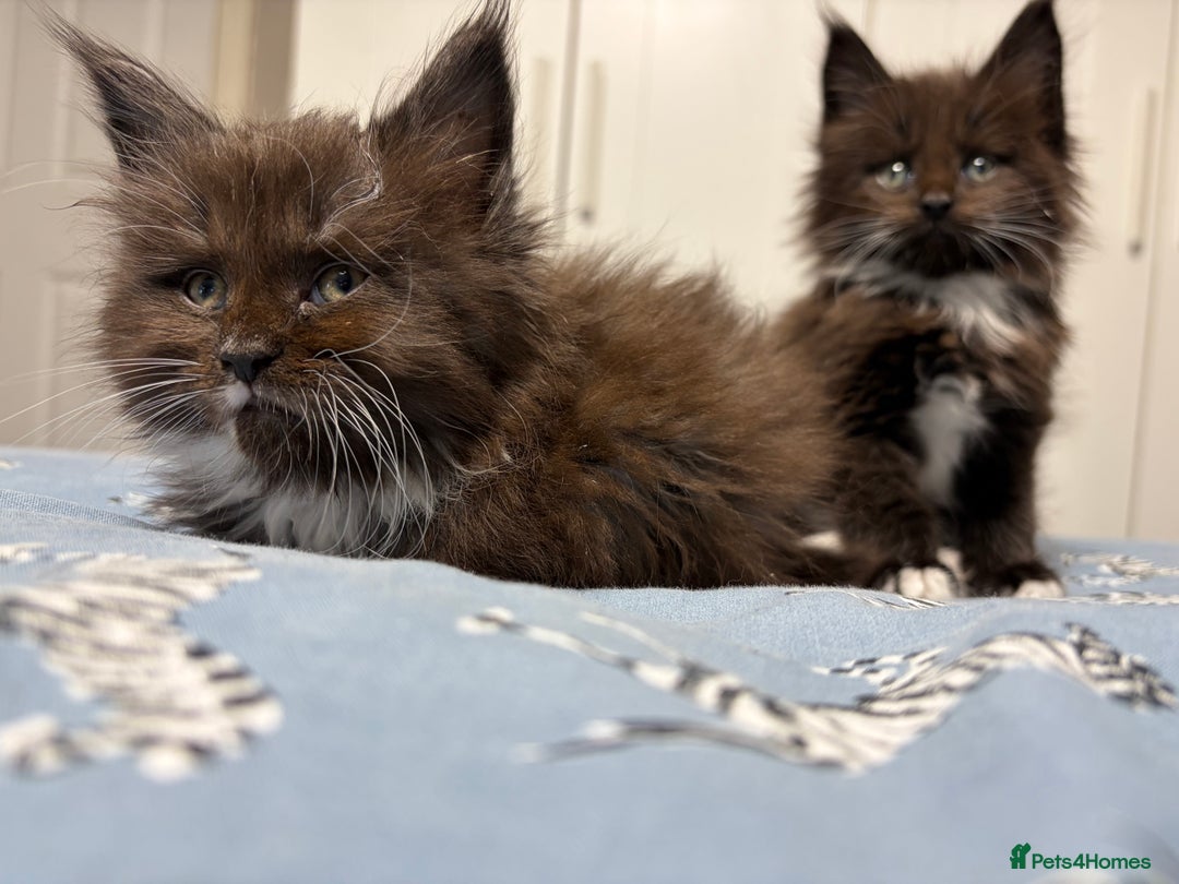 Maine Coon cats for sale: Champion Russian line full Maine coon kittens - Advert 21