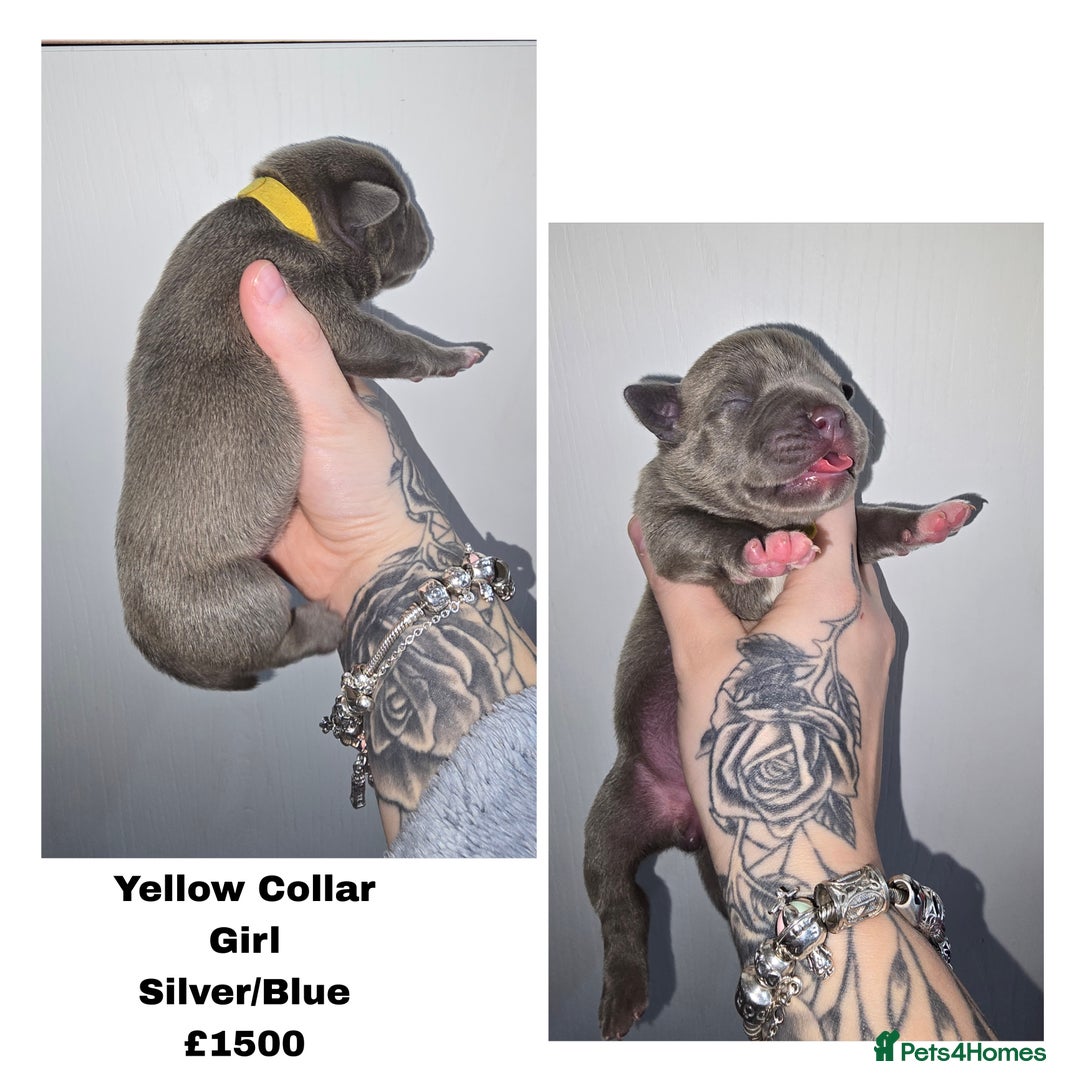 American Bully dogs for sale: Pocket bully puppies - Advert 3