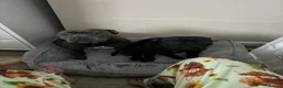 Staffordshire Bull Terrier dogs for sale: Stunning staffy puppies in Redditch - Advert 24