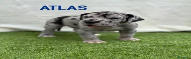 ATLAS 