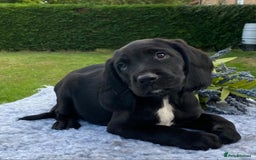Springador dogs for sale: Gorgeous Springador Puppies - Image 1