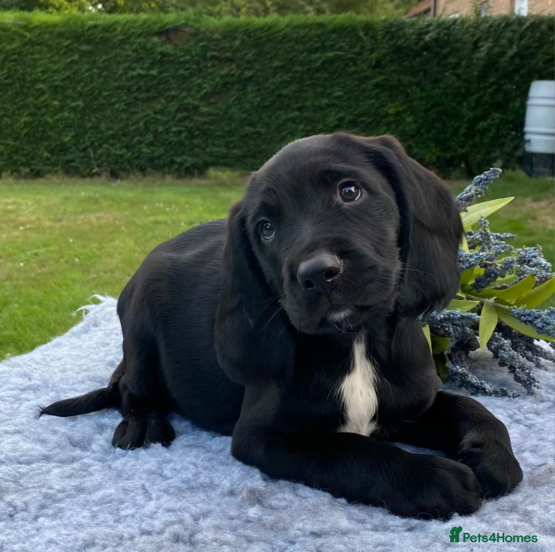 Springador dogs for sale: Gorgeous Springador Puppies - Image 1