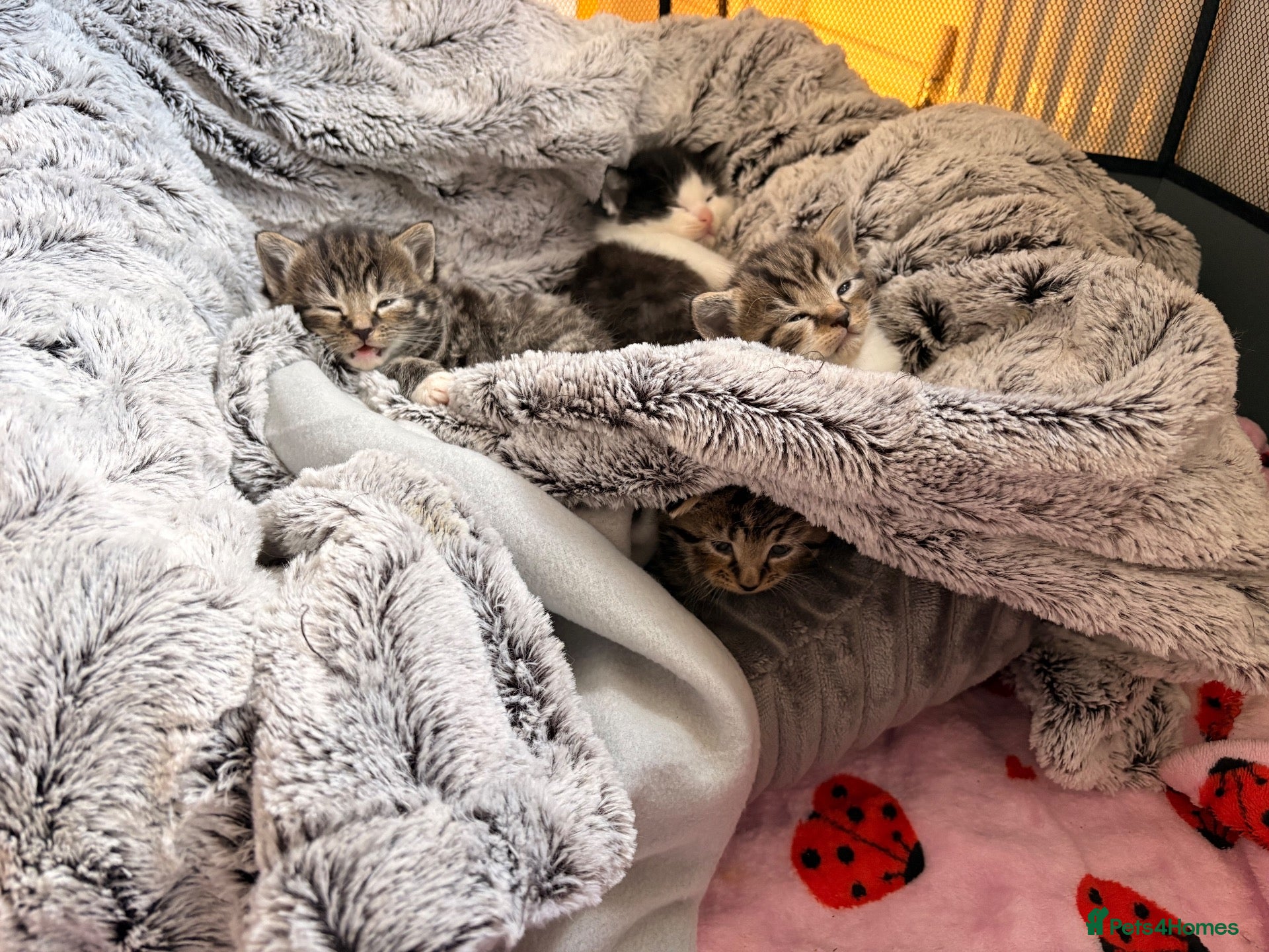 Mixed Breed cats 4 Beautiful kittens very fluffy 🔥 - Advert 13