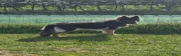 German Shepherd dogs for sale: Stunning Blue & Tan GSD female - Advert 11
