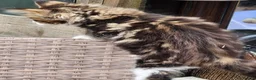 Maine Coon cats for sale: Maine Coon ginger Ready Now!! Absolutely gorgeous! - Advert 14