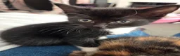 Mixed Breed cats for sale: 4 month old female kitten  - Advert 9