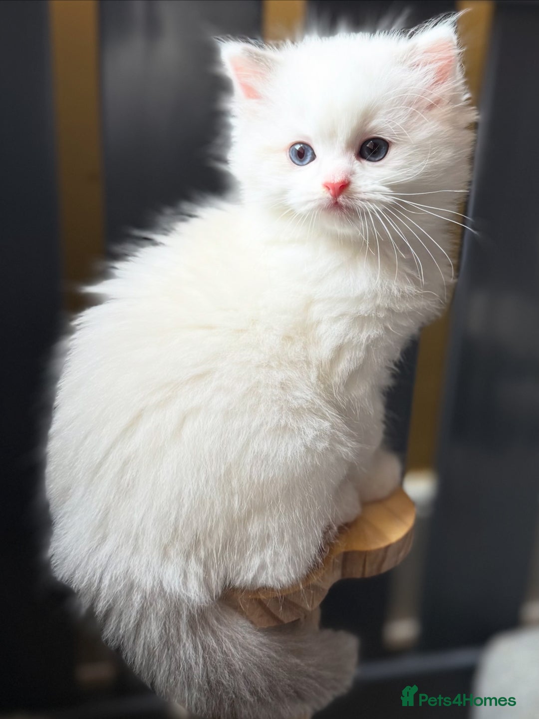 Ragdoll cats for sale: European ragdolls  - Image 6