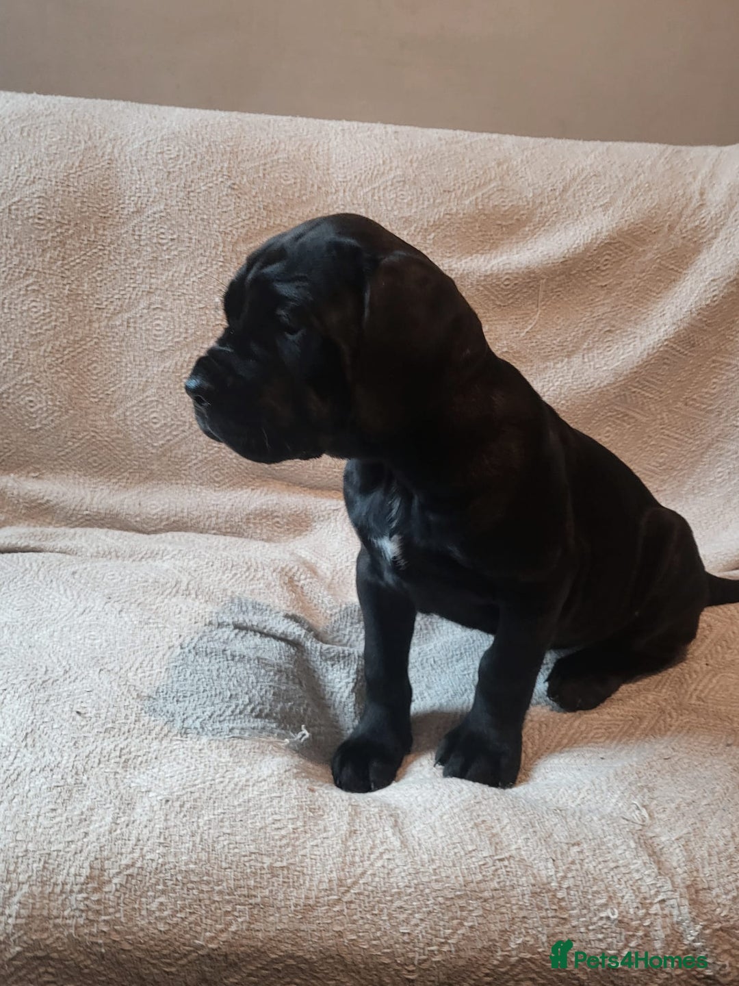 Cane Corso dogs for sale: Cane Corso - Advert 4