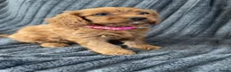 Cavapoo dogs for sale: 6 F1 Cavapoos - Advert 23