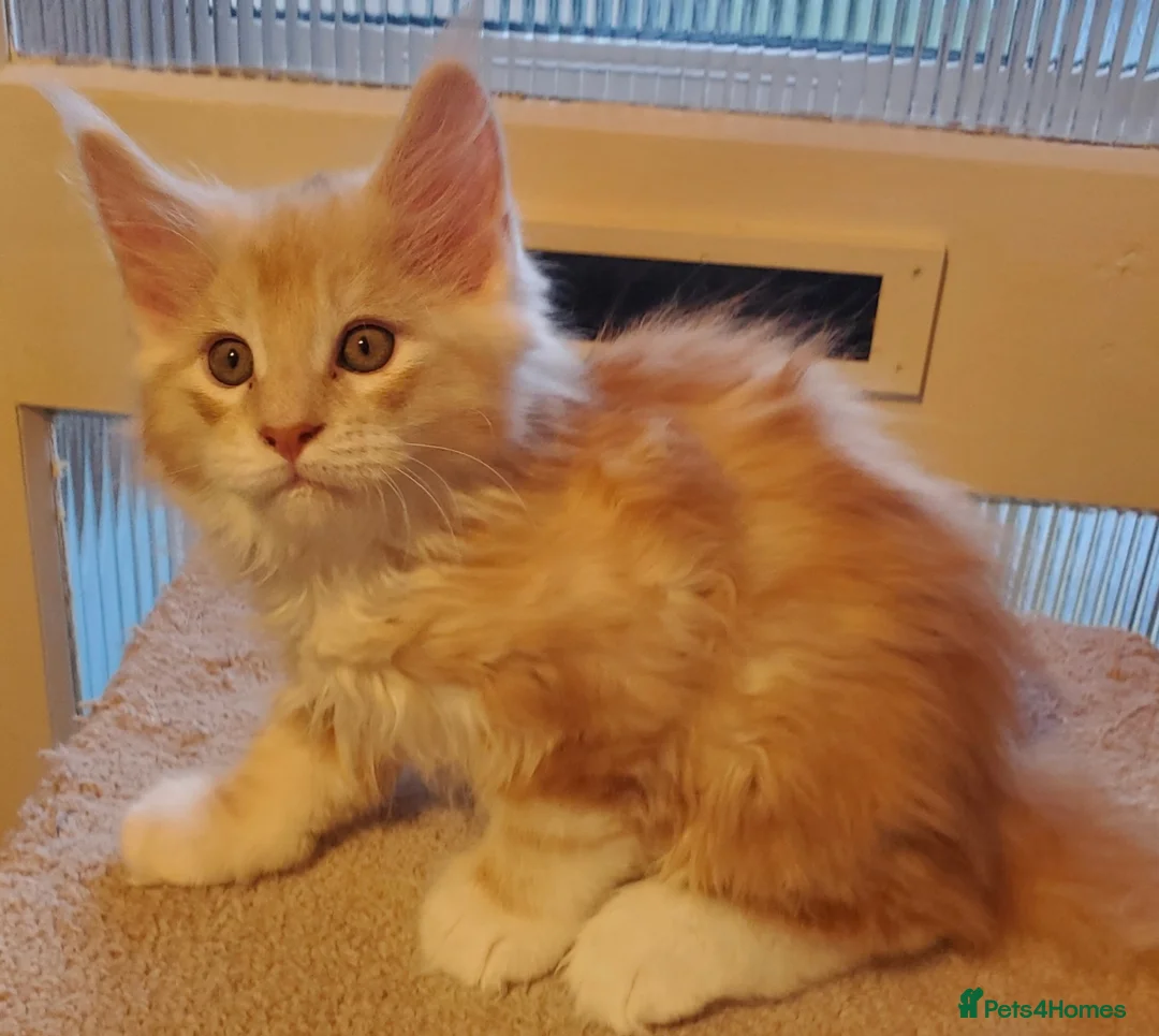 Maine Coon cats for sale: GOURGEOUS XXL MAINE COON KITTENS!!! - Advert 18