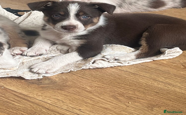 Border Collie dogs - Advert 8