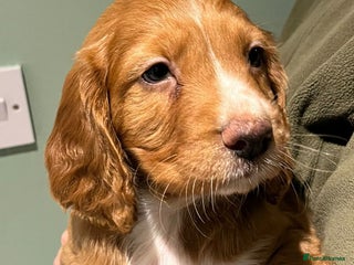 Cocker Spaniel dogs - Advert 1